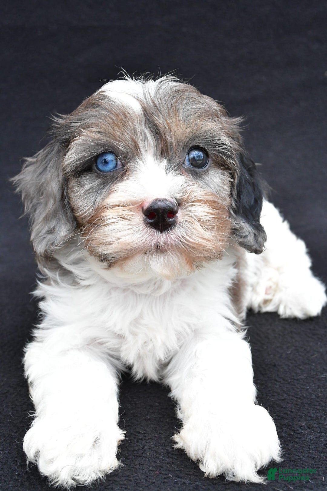 Cavapoo dogs for sale: Reeses - Image 4