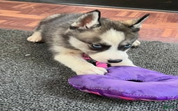 Siberian Husky dogs for sale: Asha - Image 5