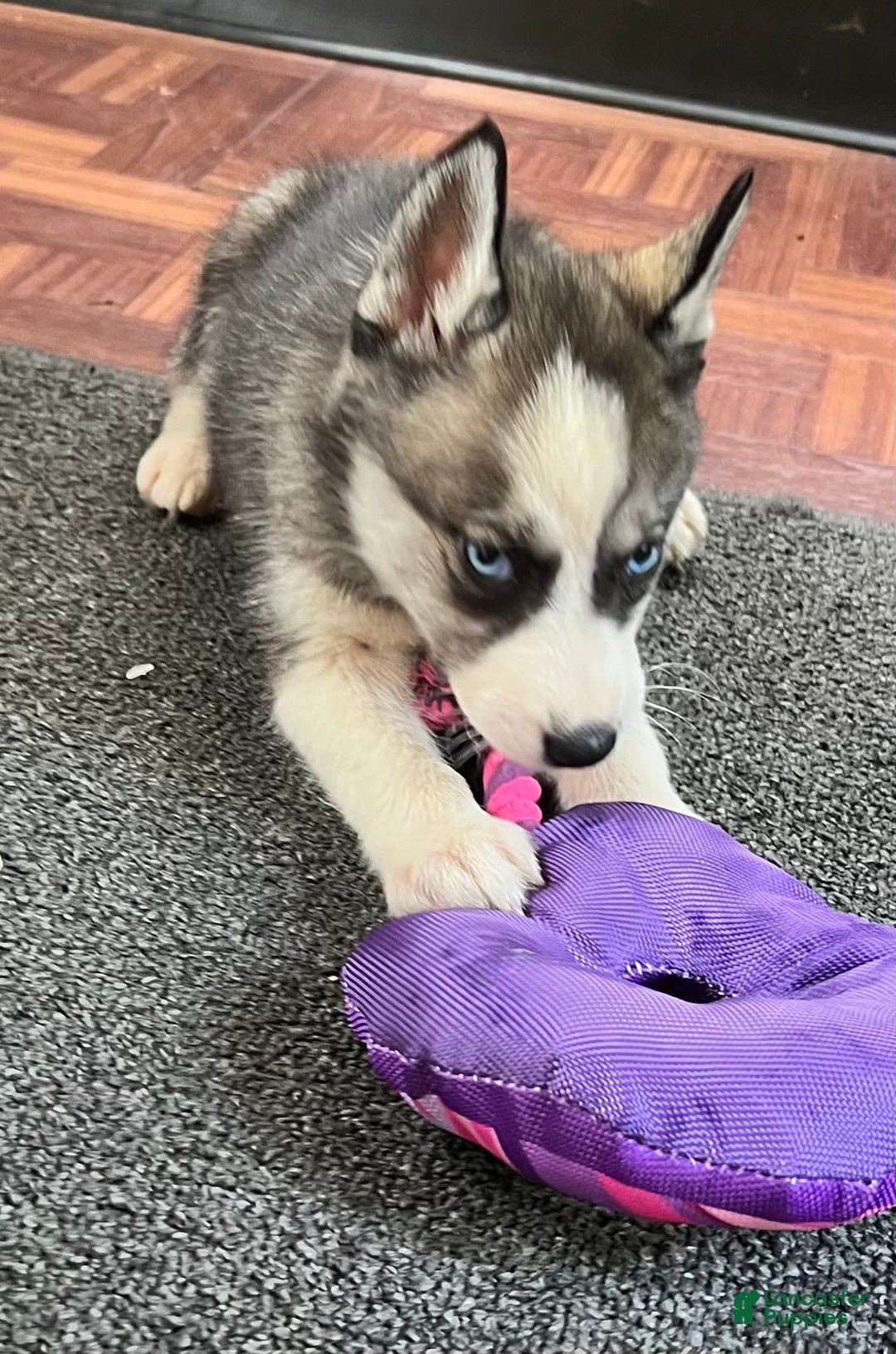 Siberian Husky dogs for sale: Asha - Image 5