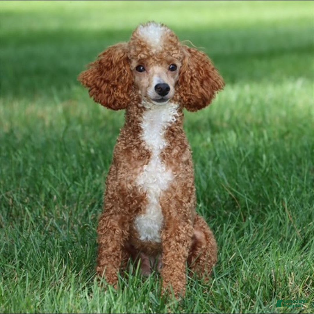 Mini Goldendoodle dogs for sale: Missy - Image 12