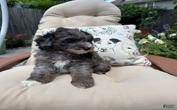 Mini Goldendoodle dogs for sale: Gus - Image 3