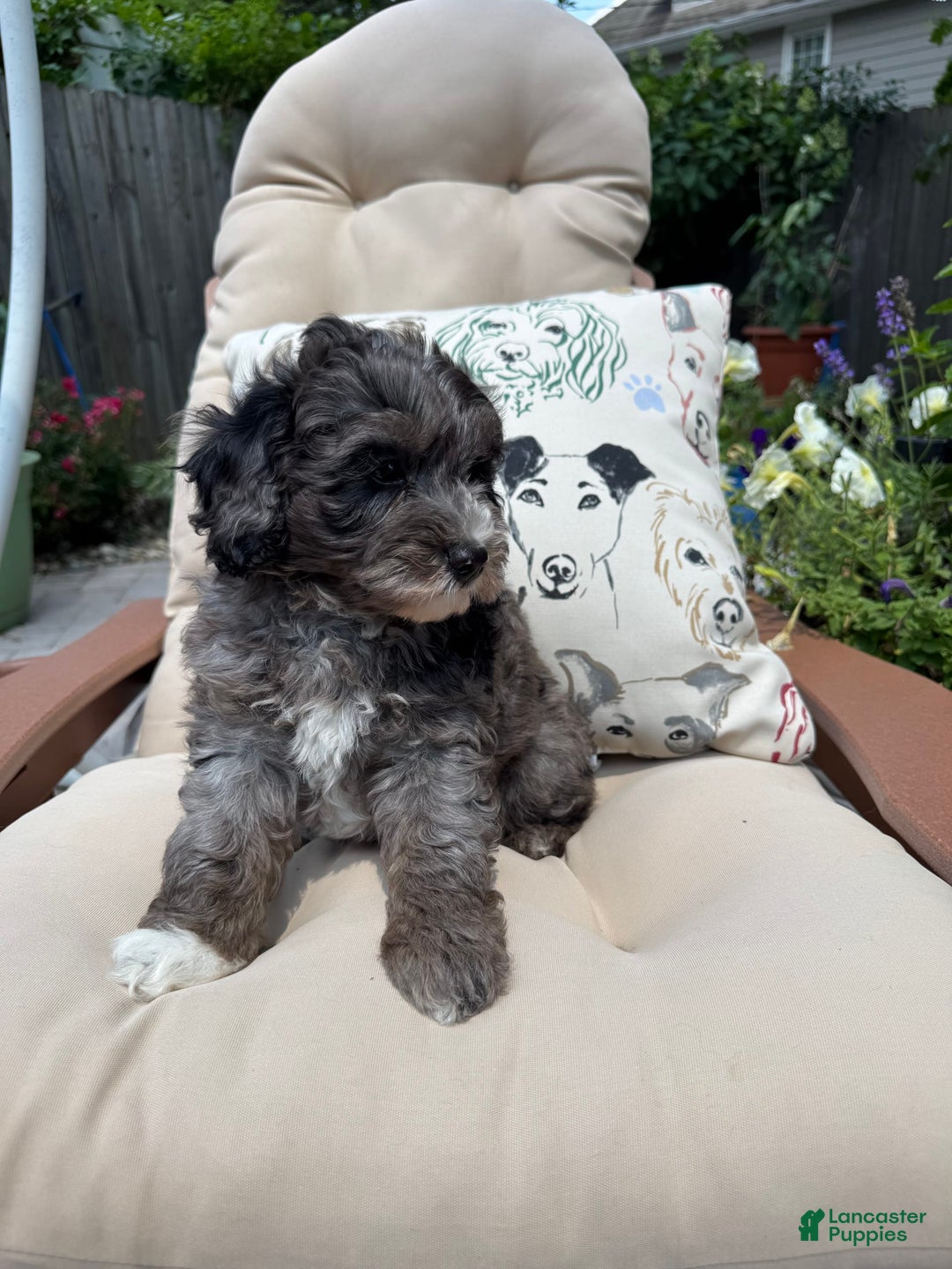 Mini Goldendoodle dogs for sale: Gus - Image 3