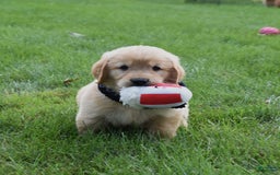Golden Retriever dogs for sale: Golden Retriever 8 puppies - Image 3