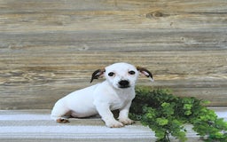 Jack Russell Terrier dogs for sale: Tia - Image 3