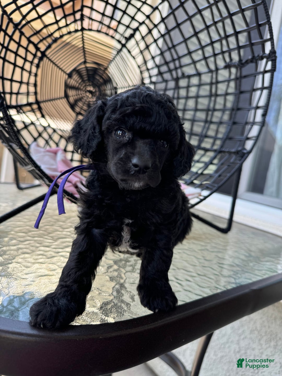 Miniature Poodle dogs for sale: Black Widow - Image 7
