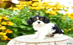 Cavalier King Charles Spaniel dogs for sale: Mason - Image 3