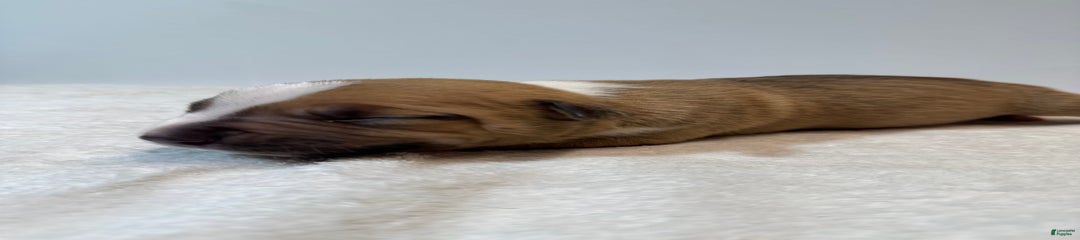 Scorpio