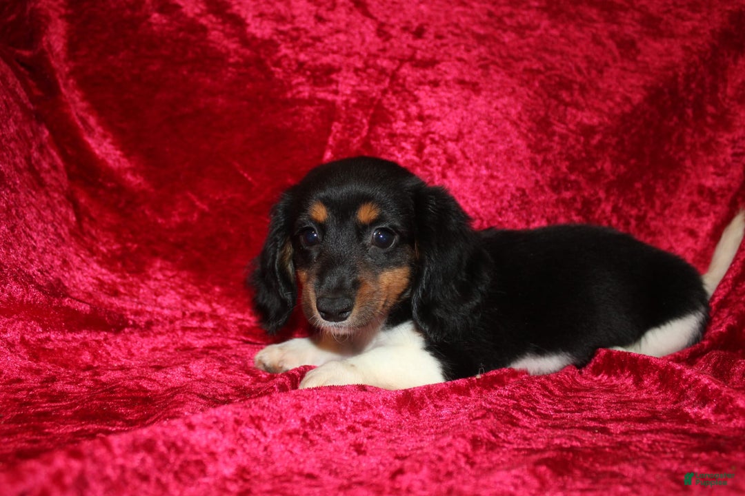 Miniature Dachshund dogs for sale: Casey - Image 14