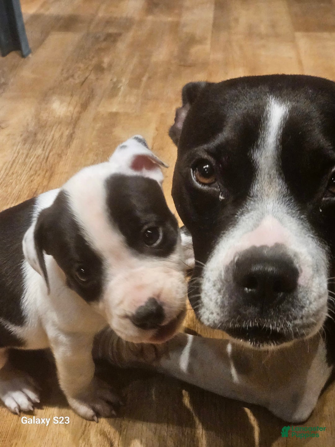 American Bully dogs for sale: Chunky "chip" - Image 2
