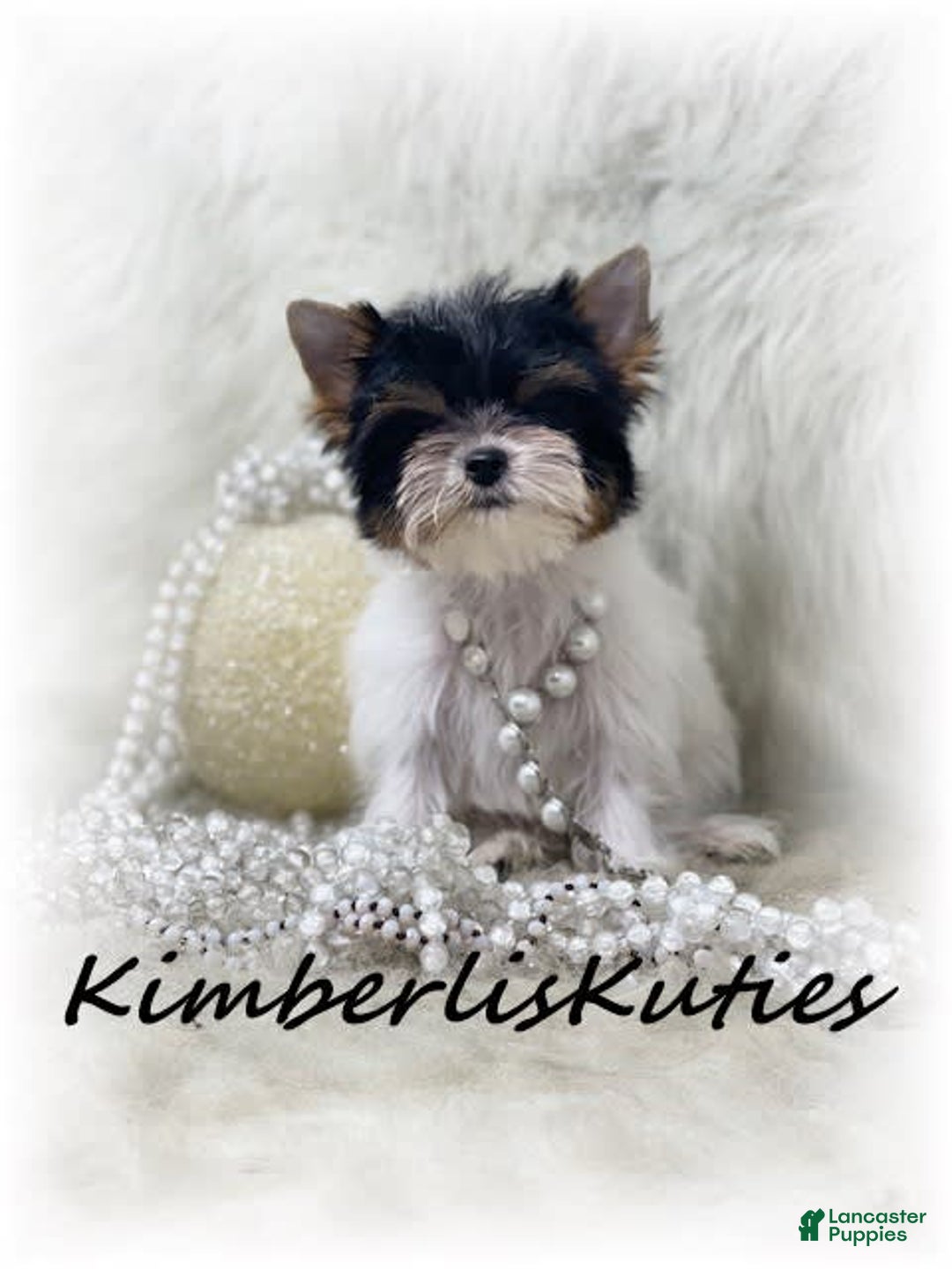 Yorkshire Terrier dogs for sale: Little Blair - Image 1