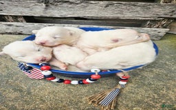 Samoyed dogs for sale: Jane - Image 7