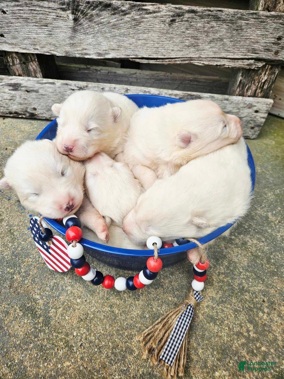 Samoyed dogs for sale: Jane - Image 7
