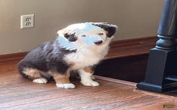 Australian Shepherd dogs for sale: Charli - Image 2