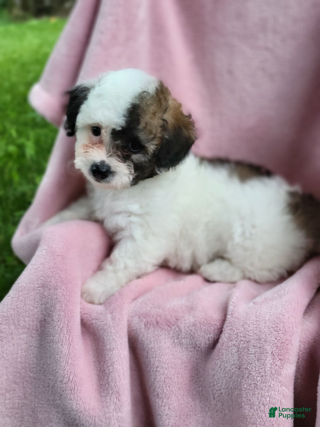 Bichpoo dogs for sale: Wanda - Image 10