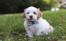 Shihpoo dogs for sale: Oliver - Image 3