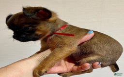 Brussels Griffon dogs for sale: Jimi - Image 2