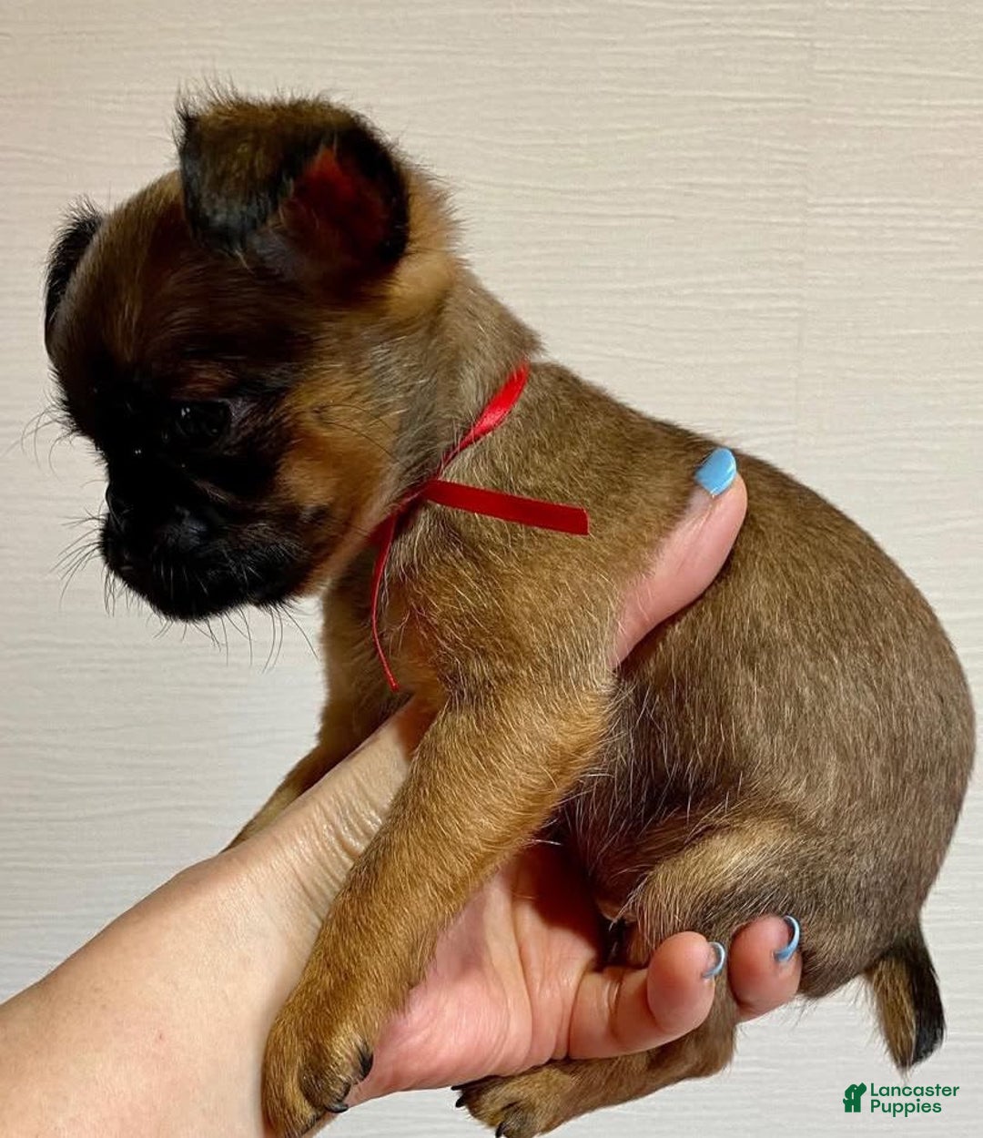 Brussels Griffon dogs for sale: Jimi - Image 2