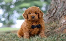 Mini Goldendoodle dogs for sale: Blaze - Image 4