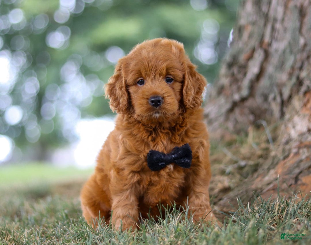 Mini Goldendoodle dogs for sale: Blaze - Image 4