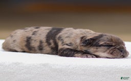 Frenchton dogs for sale: Bandit - Image 1
