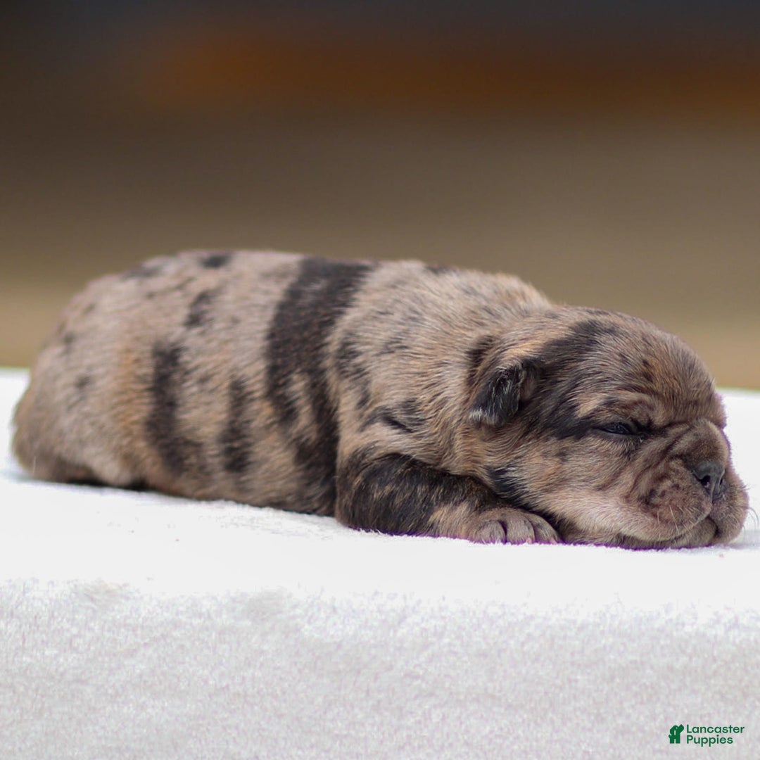 Frenchton dogs for sale: Bandit - Image 1