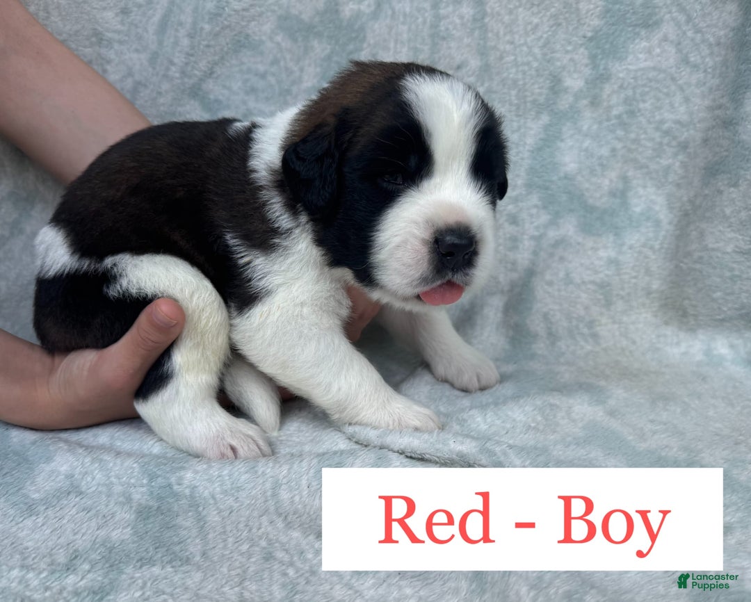 Saint Bernard dogs for sale: 14 Saints Available - Image 29