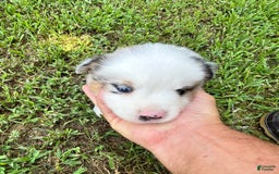 Australian Shepherd dogs for sale: Mr. Sprinkles - Image 2