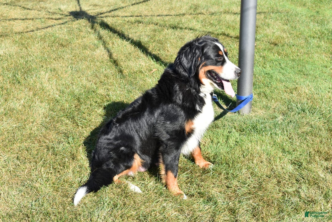 Bernese Mountain Dog dogs for sale: Lexi - Image 11