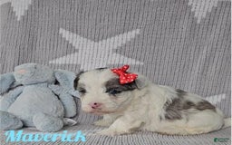 Yorkshire Terrier dogs for sale: Maverick - Image 5