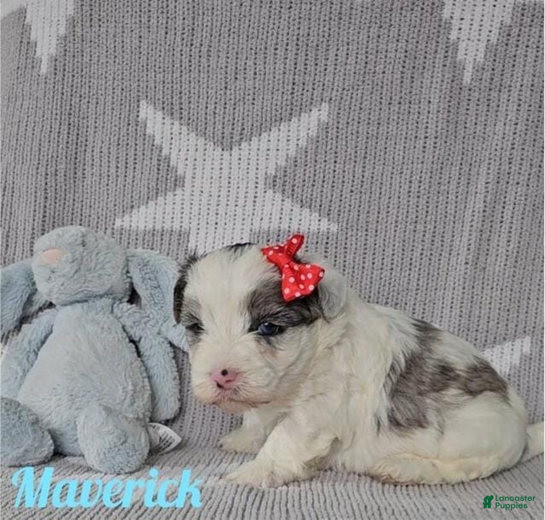 Yorkshire Terrier dogs for sale: Maverick - Image 5