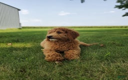 Mini Goldendoodle dogs for sale: Milo F1b - Image 26
