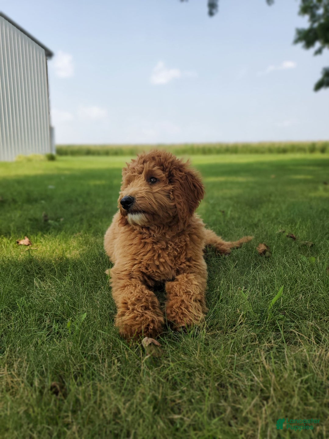Mini Goldendoodle dogs for sale: Milo F1b - Image 26