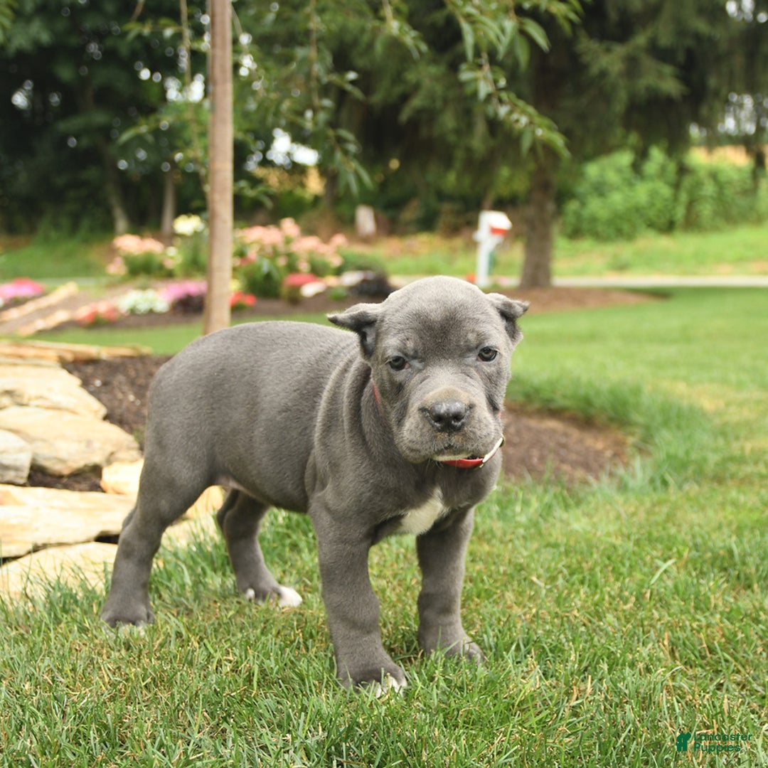 Cane Corso dogs for sale: Opal - Image 1
