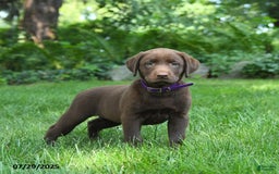 Labrador Retriever dogs for sale: Mona - Image 5