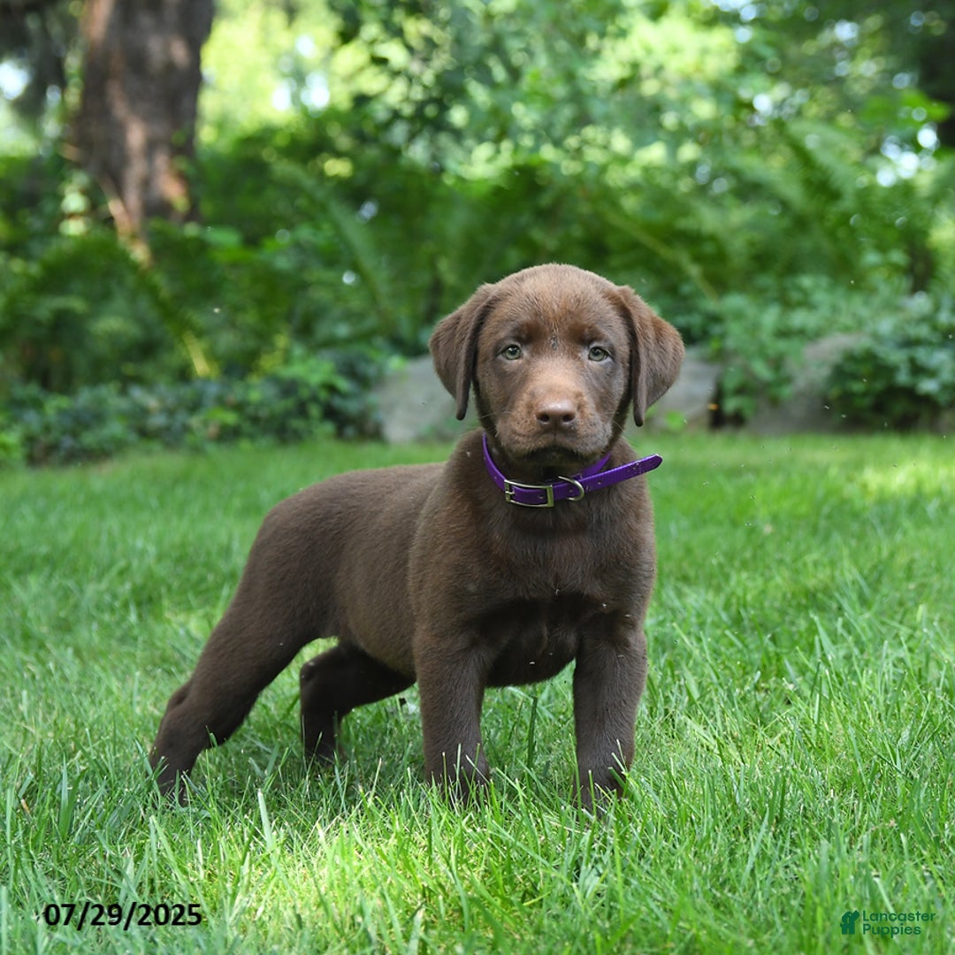 Labrador Retriever dogs for sale: Mona - Image 5