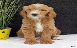 Goldendoodle dogs for sale: Parker - Image 12