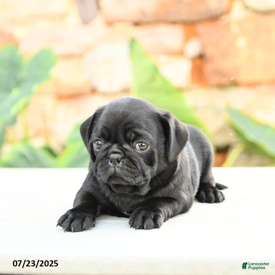 Pug dogs for sale: Jasmine - Image 5