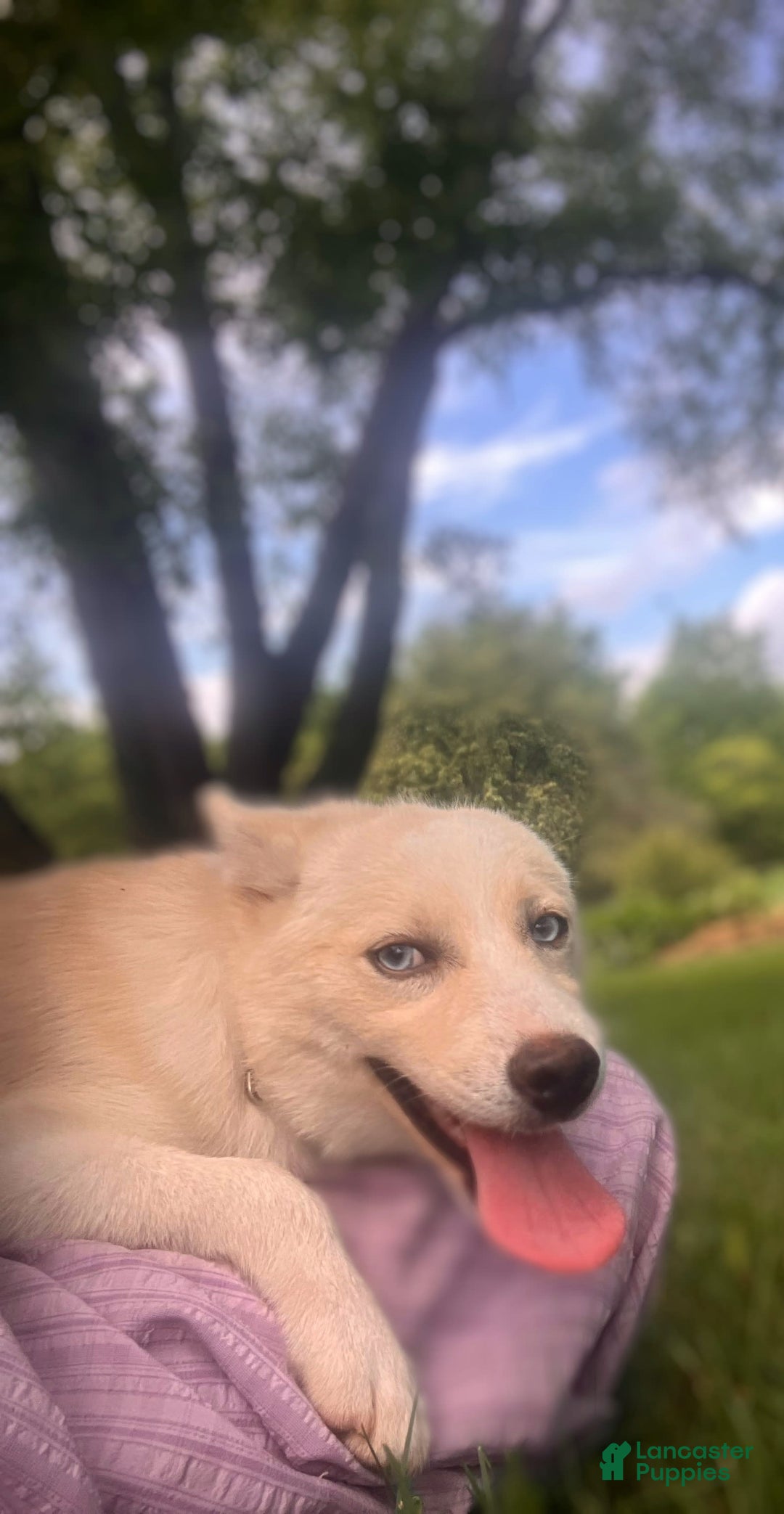 Pomsky dogs for sale: Aden - Image 19