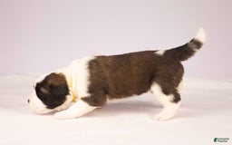 Saint Bernard dogs for sale: Holly - Image 1