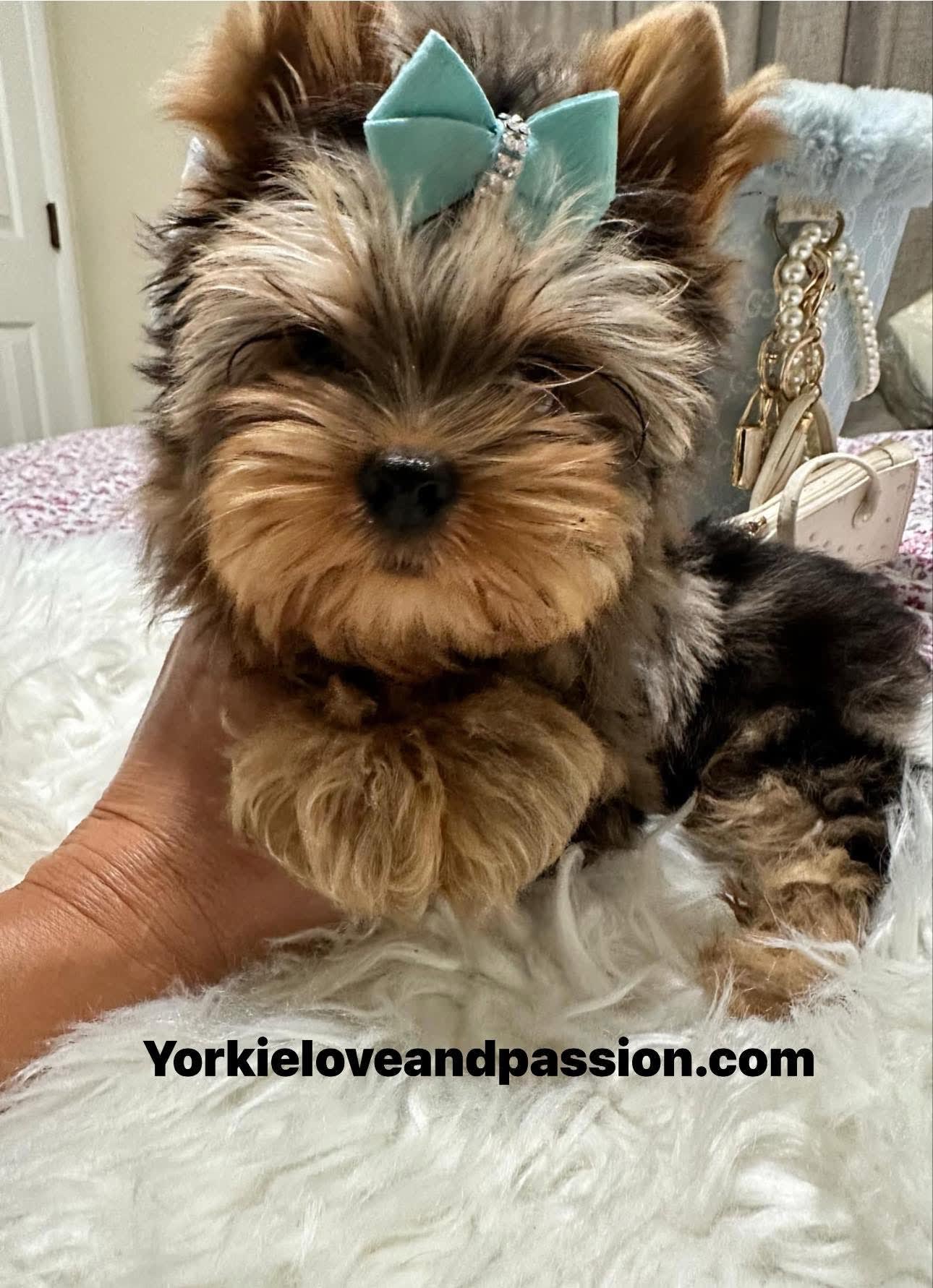 Yorkshire Terrier dogs for sale: Yorkshire Terrier 5 puppies - Image 11