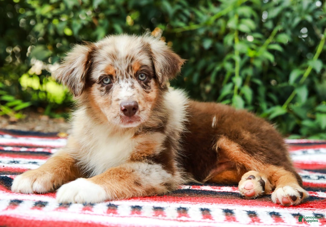 Australian Shepherd dogs for sale: Mikey - Image 4