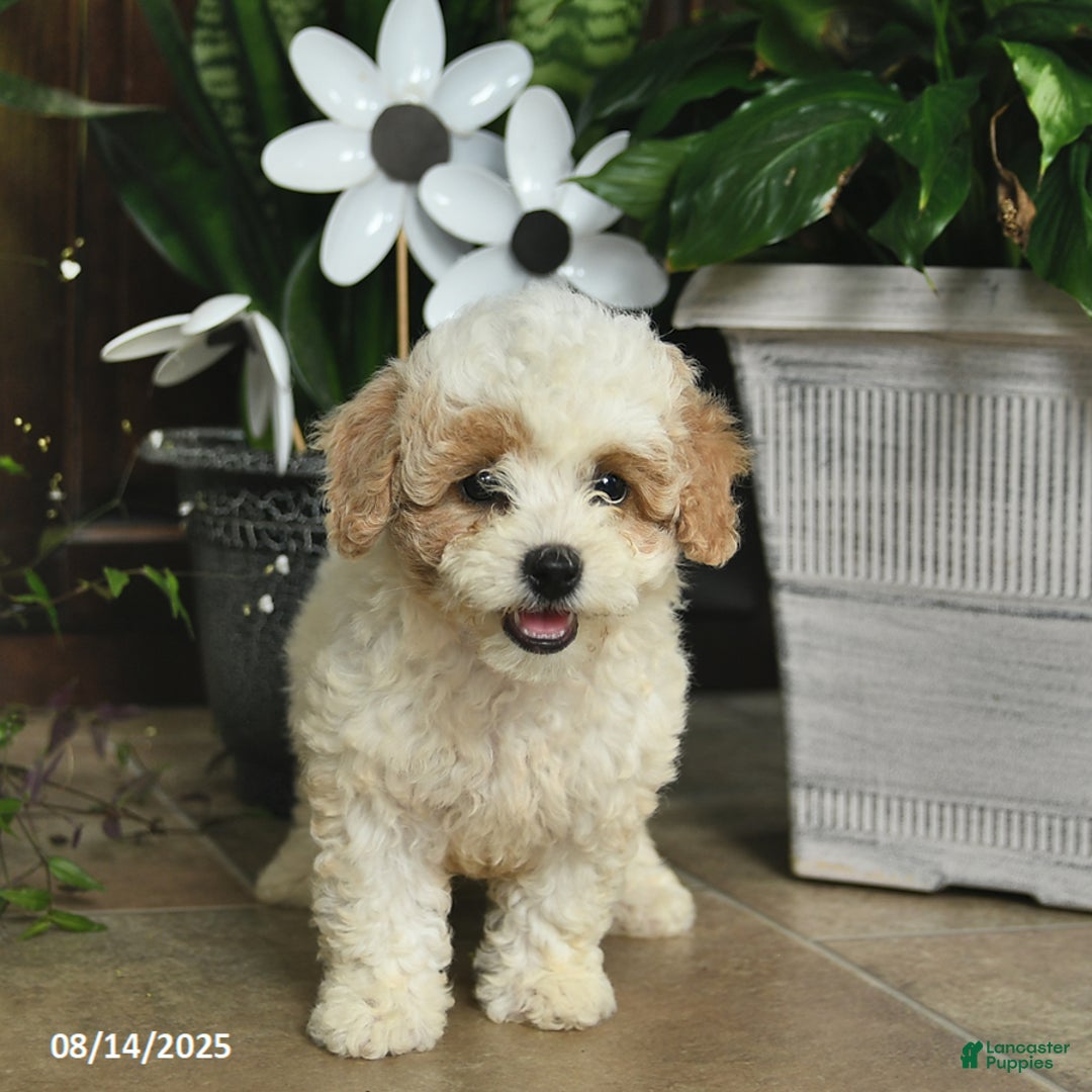 Shihpoo dogs for sale: Willow - Image 2