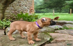 Cane Corso dogs for sale: Tova - Image 12