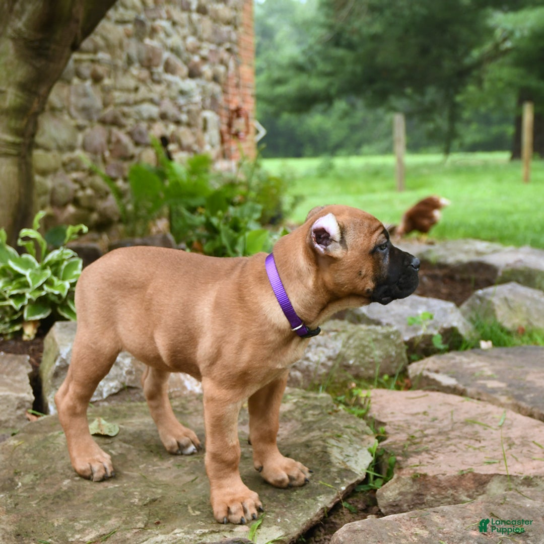 Cane Corso dogs for sale: Tova - Image 12
