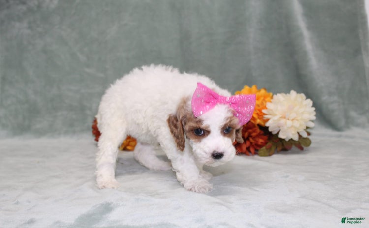 Miniature Poodle dogs for sale - Ad 1