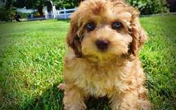 Havapoo dogs for sale: Fancy - Image 17