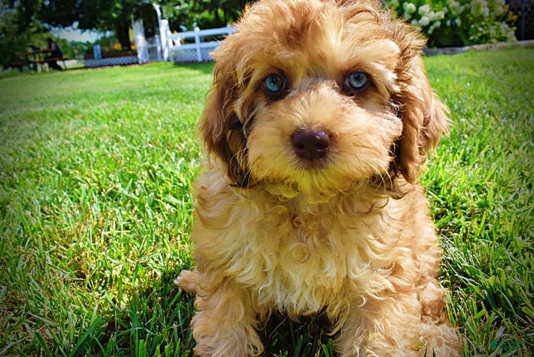 Havapoo dogs for sale: Fancy - Image 17