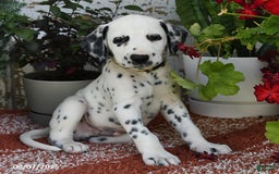 Dalmatian dogs for sale: Dalmatian 12 puppies - Image 8