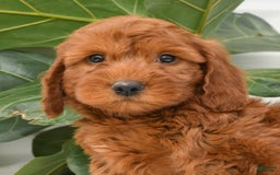 Mini Goldendoodle dogs for sale: Nicki - Image 1