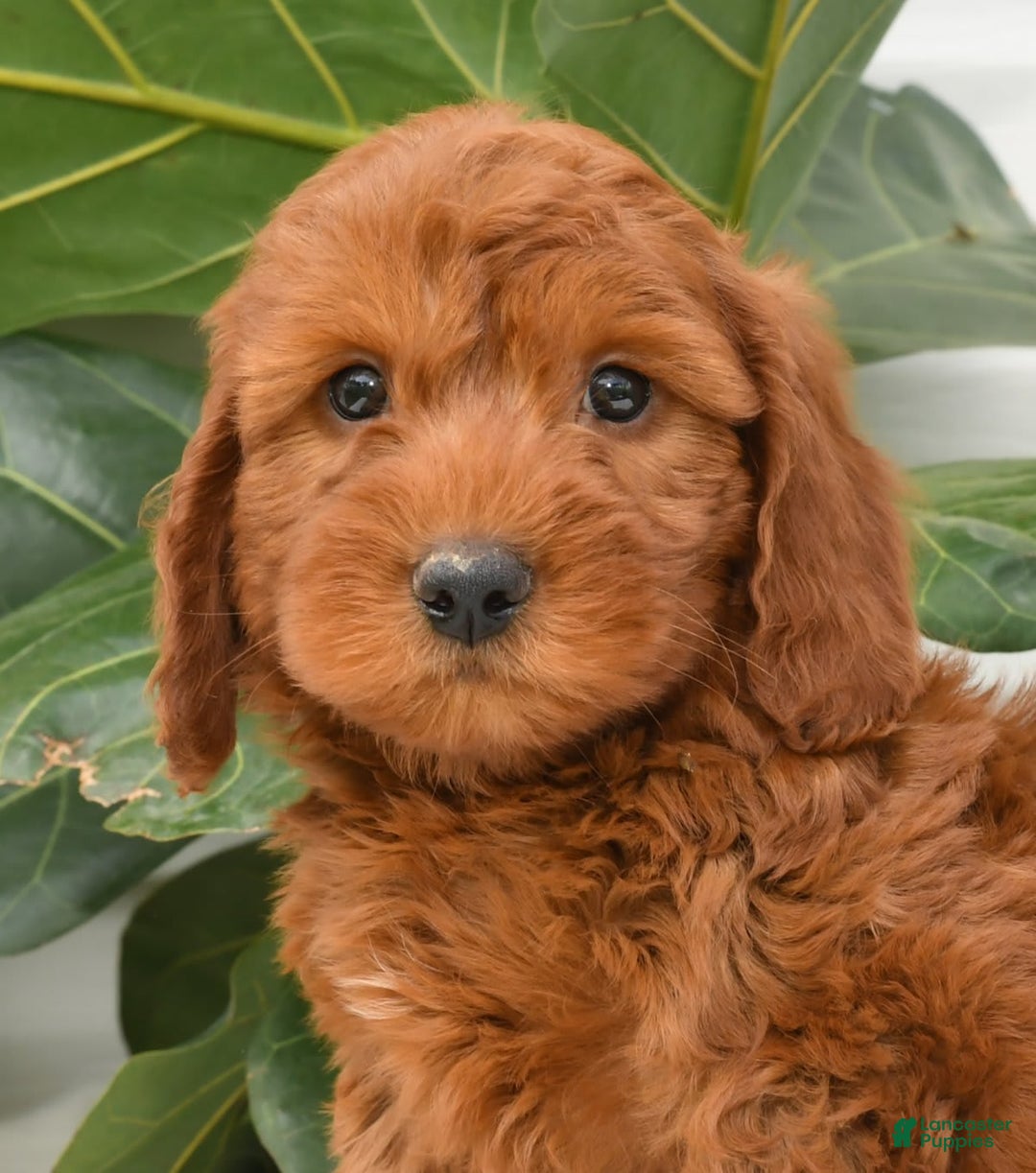 Mini Goldendoodle dogs for sale: Nicki - Image 1